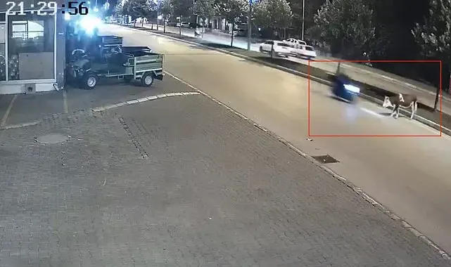 Motosikletle büyükbaş hayvana çarptı
