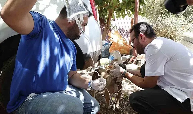 Kumluca'da yangından etkilenen hayvanlara yerinde müdahale
