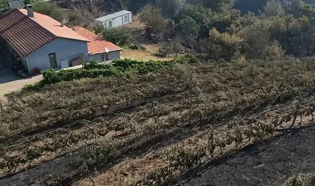 Alevler yılların emeğini kül etti...300 dönüm üzüm bağı ve tesis de küle döndü
