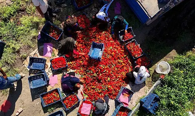 Adana'da kapya biber hasadı başladı: Verim ve fiyat çiftçiyi sevindiriyor