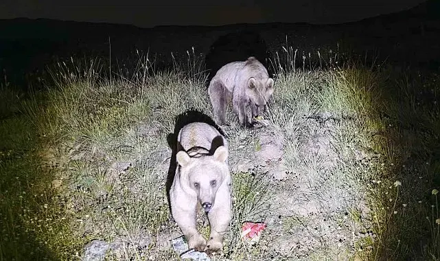 Nemrut Kalderası'nın simgesi ayılar yeniden ortaya çıktı