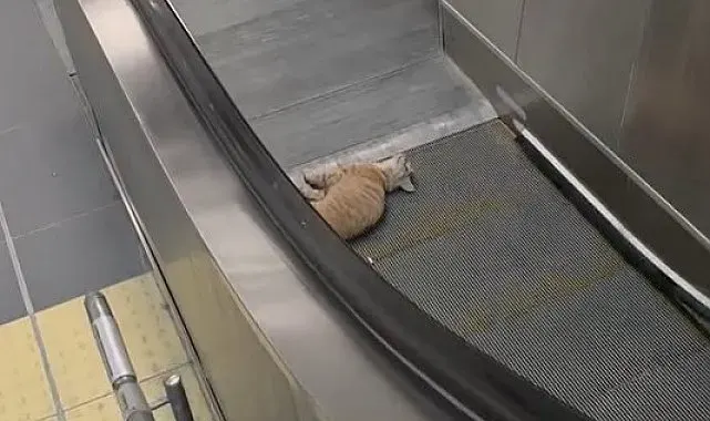 Başakşehir Metro İstasyonu'nda kedi yürüyen merdivene sıkıştı