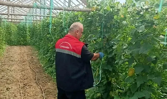 Çarşamba'da hasat öncesi pestisit denetimleri sürüyor