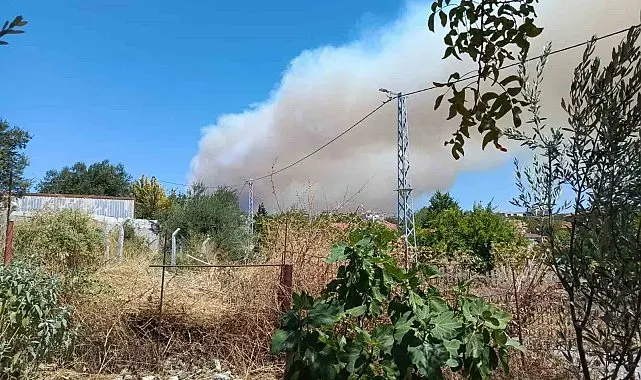 Gömeç'te orman yangını