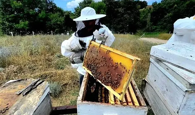 Sinop'ta bal ormanı ilk meyvesini verdi