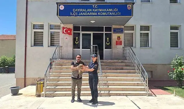 Yozgat'ta yaralı şahin tedavi altına alındı