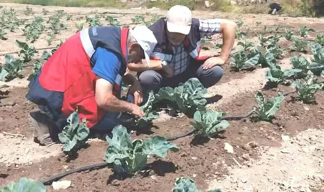 Kütahya'da karnabahar ve çörekotu üretimi denetlendi