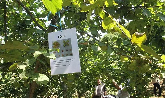 10 yıllık araştırmanın sonuçları açıklandı: Fındıkta doğru çeşit ve rakım belirlendi