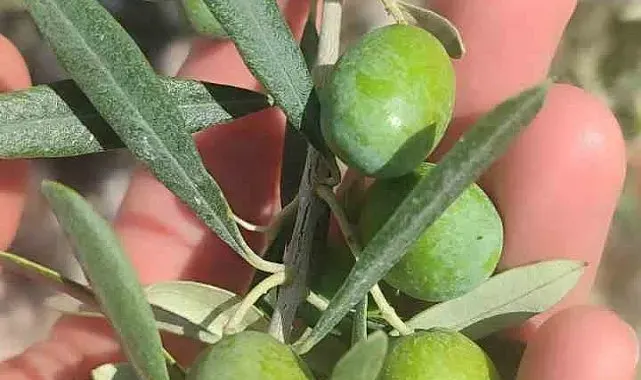 Didim'de zeytin üreticilerine sinek uyarısı