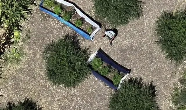 Osmaniye'de 31 kilo esrar ve 527 kök kenevir ele geçirildi