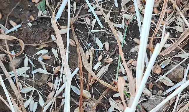 Yozgat'ta bu tarlaları biçerdöver değil dolu biçti
