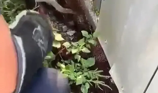 Ağa dolanarak mahsur kalan yılanı itfaiye kurtardı