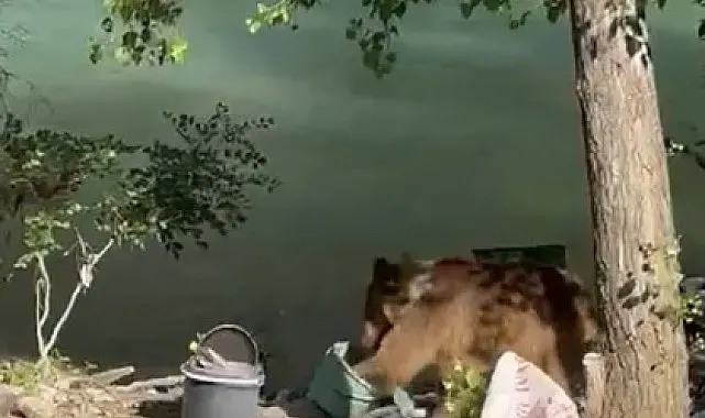 Tunceli'de bozayı piknikçilerin sofrasına misafir oldu