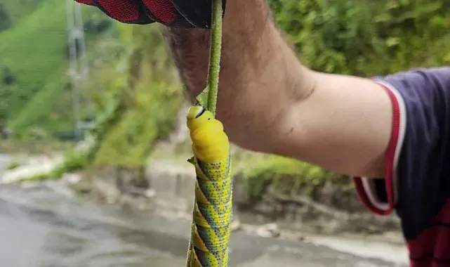 Doğu Karadeniz'in böceklerle imtihanı