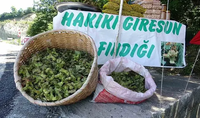 Yeni sezonun ilk fındığı tezgahlarda: Yeşil kabuklu fındığın kilosu 200 TL