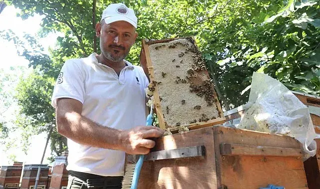 Günler süren yağışlarla birlikte açan çiçekler arıları sevindirirken bal hasadı yüz güldürdü