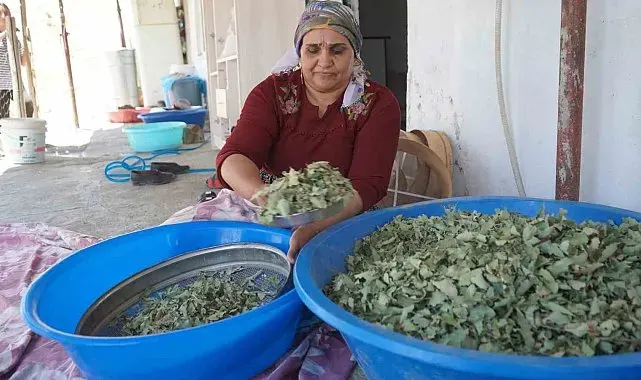 Nesillerin ikinci kez tanıklık ettiği 'kudret helvası' bolluğu yöre halkını sevince boğdu: "Bu Allah'ın nimeti, Mezopotamya'nın eşsiz hazinesi"
