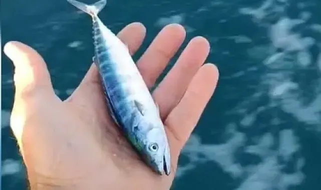 Sinop'ta sezonun uğuru yakalandı