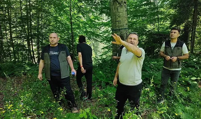 Düzce'de doğal gençleşme