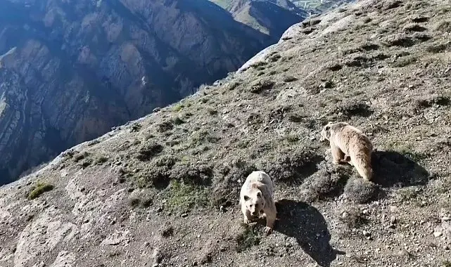 Erzincan'da ayı saldırısında yaralanan kişi ameliyata alındı