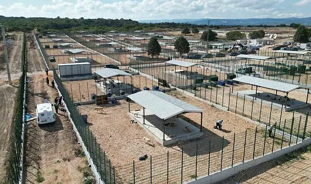 Büyükşehir'den sokak hayvanlarına yeni yuva