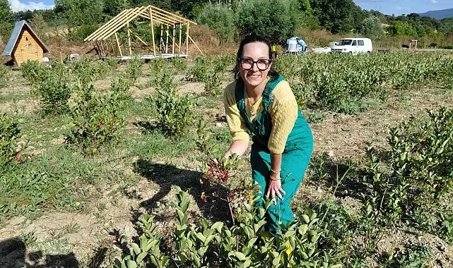 Bolu'da toprakla buluşan şifa kaynağı 'aronya' hasat için gün sayıyor