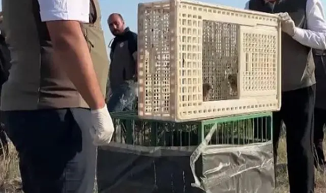 Sivas'ta yuvadan düşen iki kerkenez yavrusu doğaya bırakıldı