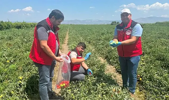 Organik domates üretimine kalıntı denetimi