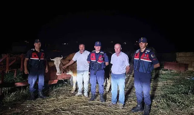 Kayıp büyükbaş hayvan jandarma tarafından bulundu