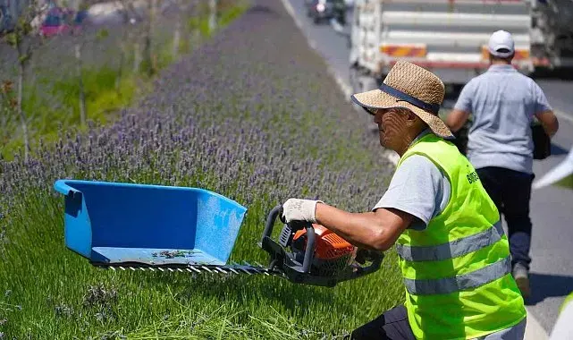 Refüjleri süsleyen lavantaların hasadı yapılıyor