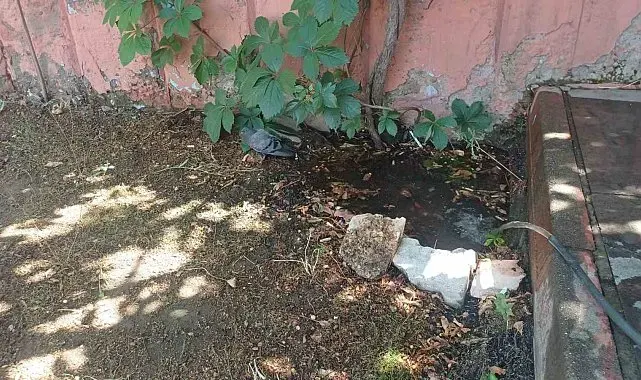 Bingöl'de sıcaktan bunalan güvercin su birikintisinde serinledi