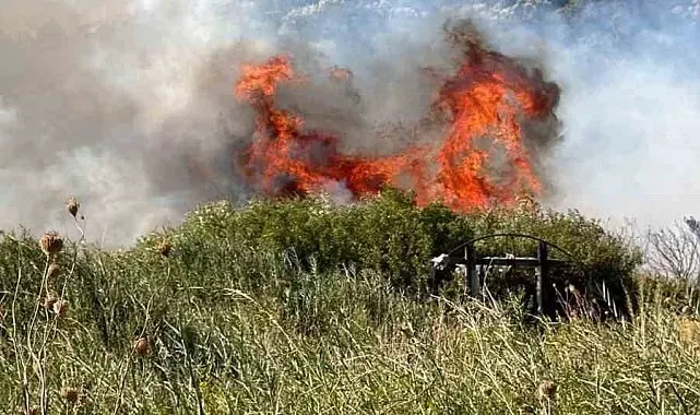 Datça'da makilik alanda yangın: "2 dönüm makilik zarar gördü"