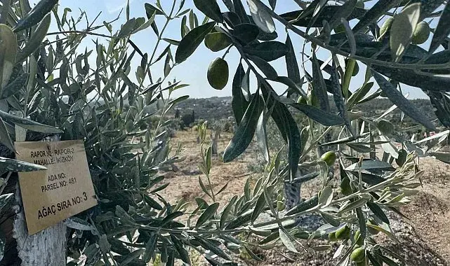 Milas'ta bilimsel yöntemlerle taşınan zeytin ağaçları, bir yıl dolmadan yeniden meyve vermeye başladı