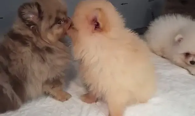 Kapıkule'de kaçak yollarla yurda sokulmak istenen 5 yavru köpek ele geçirildi