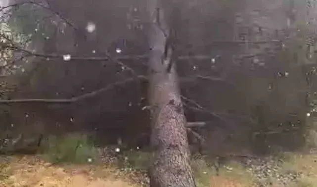 Tokat'ta fırtınada ağaçlar devrildi