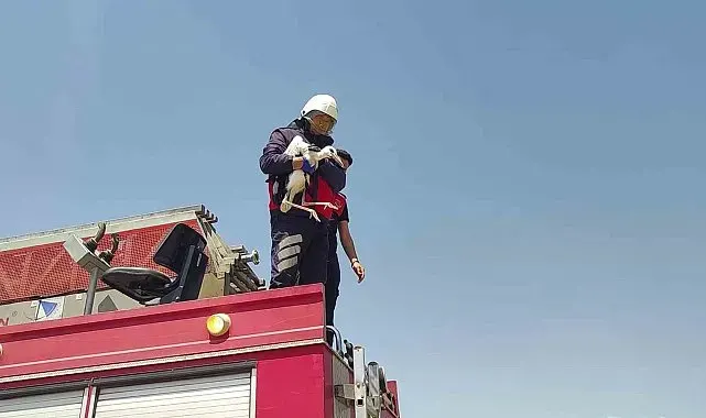 Sivas'ta sıcaktan baygınlık geçiren leyleğin imdadına itfaiye ekipleri koştu