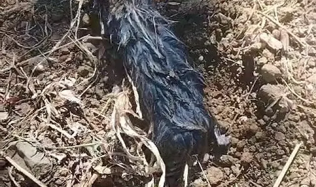Köstebek sandı, gerçek çok başka çıktı