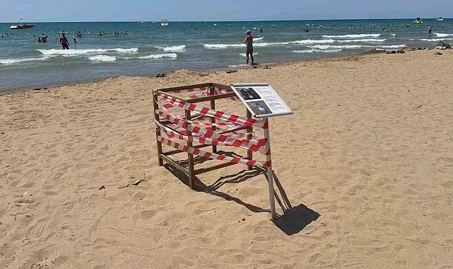 Antalya'da 'caretta caretta' yuvası bilmecesi