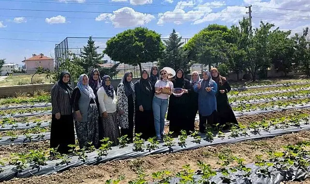 ADEM projesinde ilk çilek hasadı yapıldı