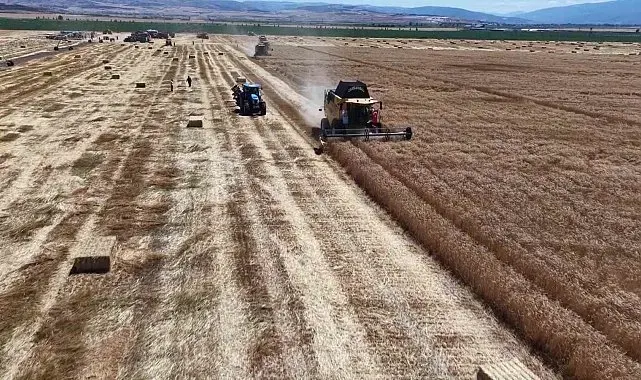 Amasya'da buğday ve arpa rekoltesinde yüzde 100 artış