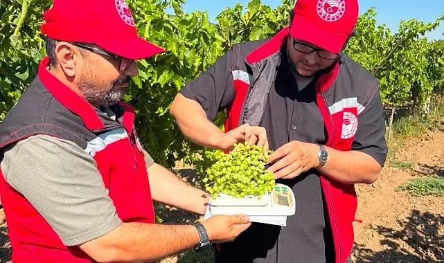 Manisa bağlarında hasat öncesi rekolte saha çalışmaları başladı