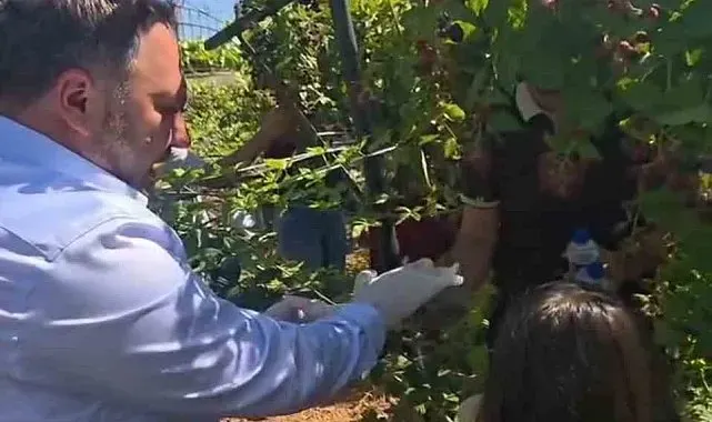 Siirt'te özel bireyler ve çocuklar böğürtlen hasadında buluştu