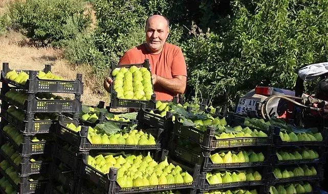 Dünyanın ilk incirinde son hasat bereketi