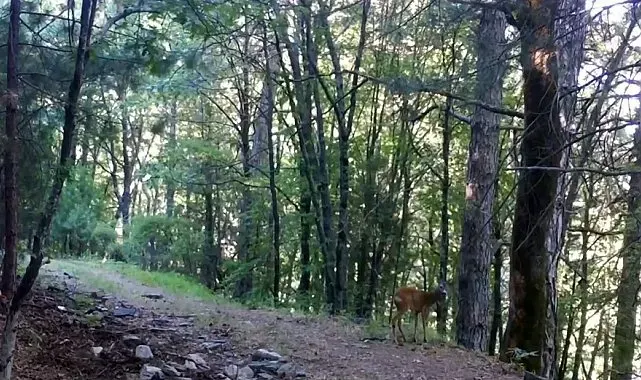 Kazdağları Milli Parkı'nda, Karaca fotokapana yakalandı
