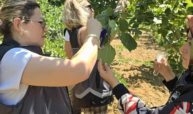 Kahverengi kokarcaya karşı samuray arısı doğaya salındı