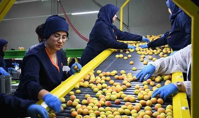 Malatya'da yaş kayısı hasadı ve ihracatı sürüyor
