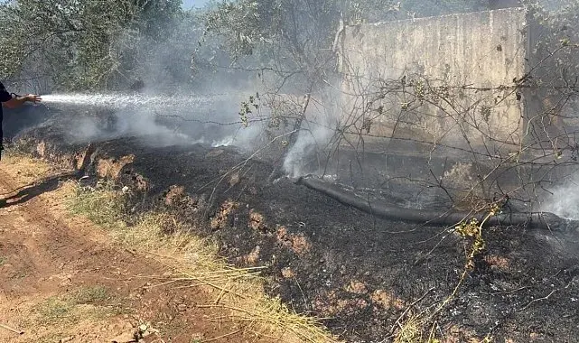 Zeytinlik alanda çıkan yangın, büyümeden söndürüldü