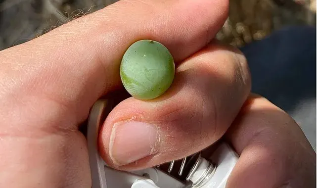 Salihli'de bağ salkım güvesi uyarısı