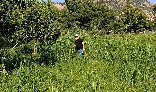Aydın'da sorgum otu ekili alanlar kontrol edildi