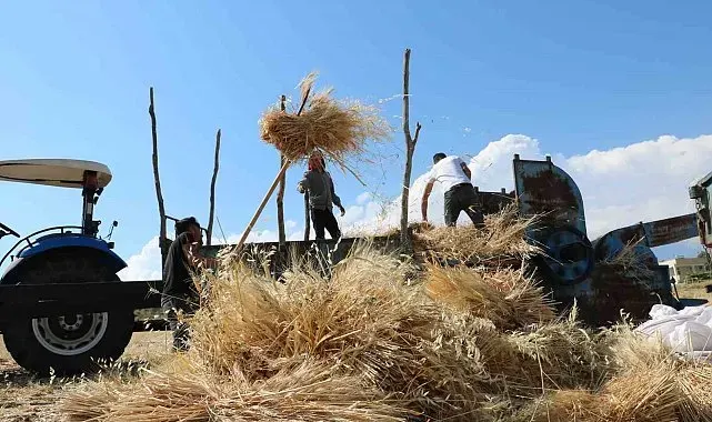 Tercan'da hububat tarlalarında hasat başladı